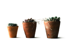 Three cactus pots